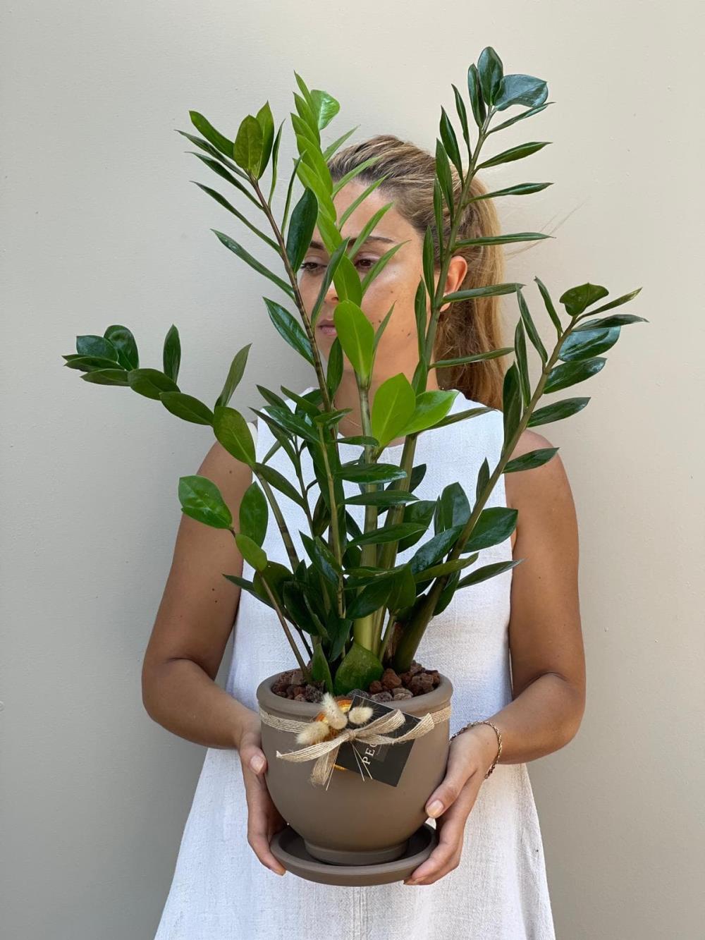  Zamia - Zamioculcas Zz Bitkisi